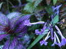 Plectranthus Verticillatus